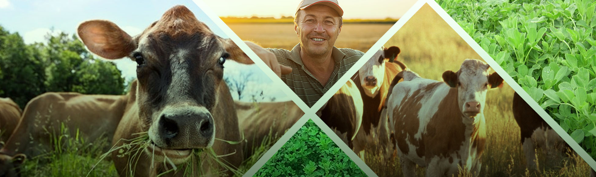 Yonca &Uuml;retiminde Lider