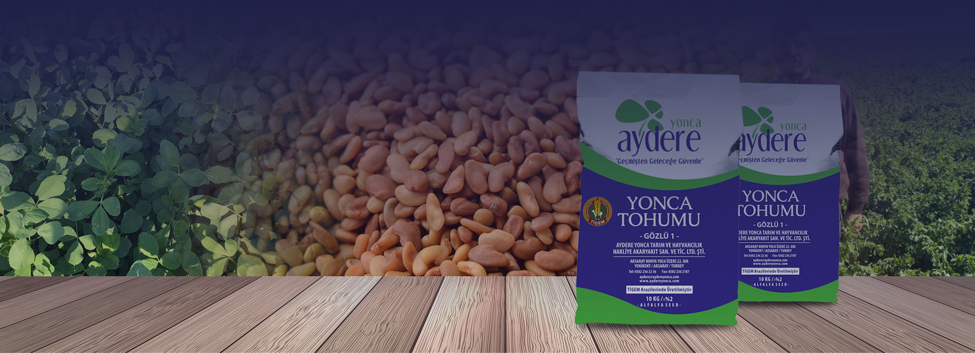Tigem Tesislerinde &Uuml;retilen Kaliteli Yonca Tohumu